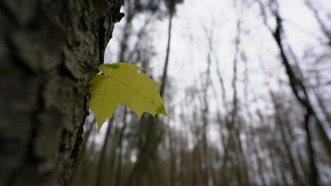 Yellowed maple leaf caught on tree trunk bark waving in wind Video stock 239940568