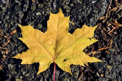 Yellowed maple leaf lying wet asphalt in raindrops. Stock Photos