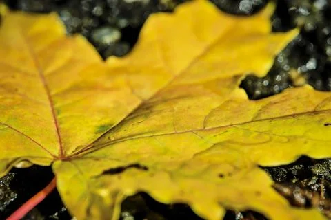 Yellowed maple leaf lying wet asphalt in raindrops. 스톡 사진