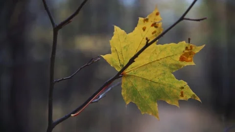 A yellowed maple leaf sways in the wind. Thin branch of a tree in early autumn Stock Footage 167049437