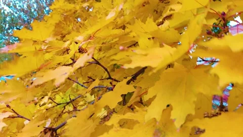 Yellowed maple leaves Stock Footage 163056603