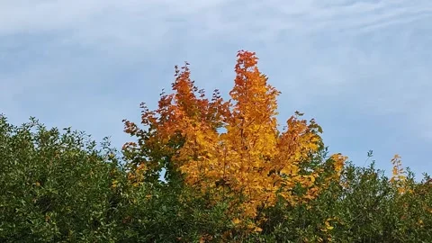 Yellowed maple leaves Stock Footage 284255684