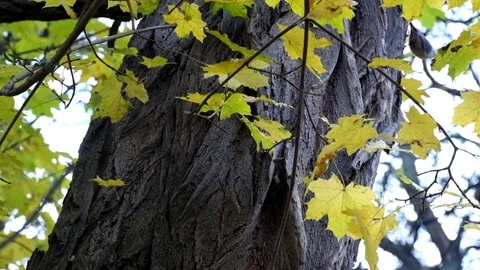 Yellowed maple leaves rustle in the wind Stock Footage 81944929