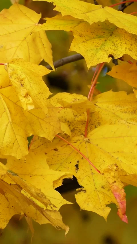 Yellowed maple leaves sway on a tree branch in the wind in an autumn park. Stock Footage 317849411