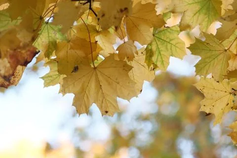 Yellowed maple tree leaves. Stock Photos
