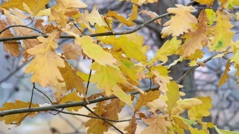 Yellowed Oak leaves fluttered in the wind (Quercus) Video stock 82073162