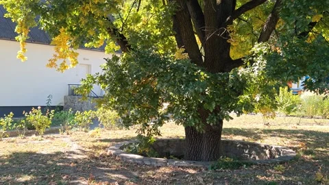 Yellowed oak tree and rays of sun breaking through in the park Stock Footage 317650085