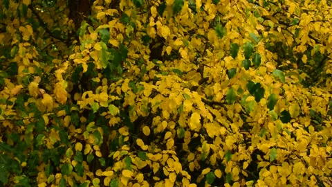 Yellowed pear leaves Vidéo 139972405