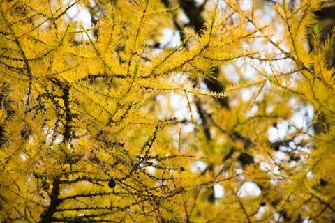 Yellowed pine tree on the edge of the forest in the autumn season Stock Photos