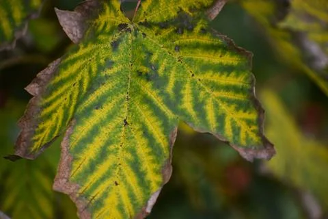 Yellowed sycamore maple leaf close up with striped pattern Foto stock