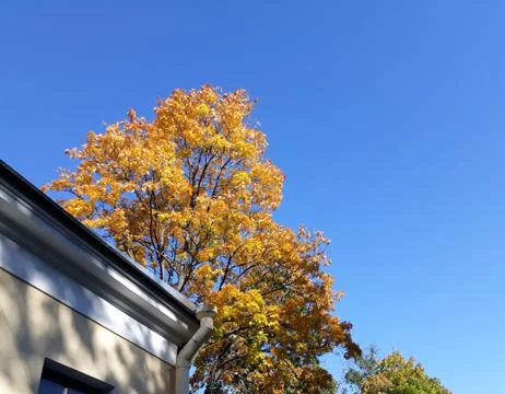 Yellowed top of the maple tree above the city building Stock Photos