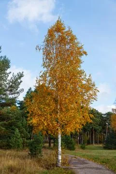 Yellowed tree on a background of green pine forest Stock Photos