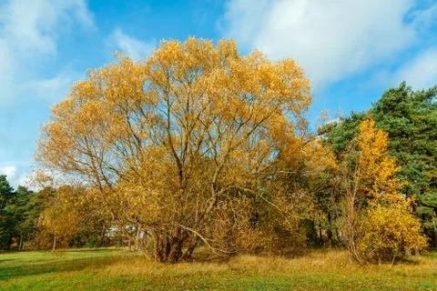 Yellowed tree on a background of green pine forest Stock Photos