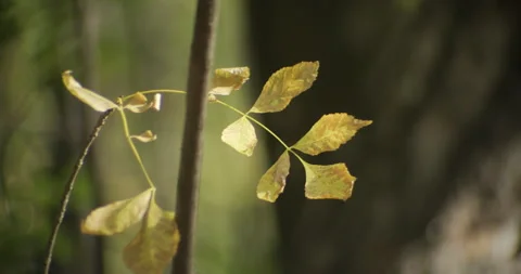 Yellowed tree leaves in the forest by fall 4K video Stock Footage 320594860