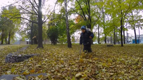 Yellowed trees in autumn. Stock Footage 57137833