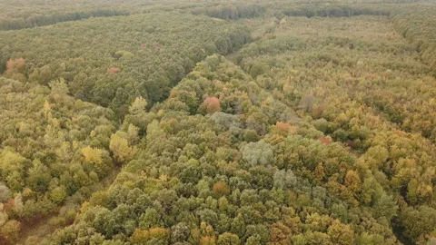 Yellowed trees from a height Stock Footage 118273242
