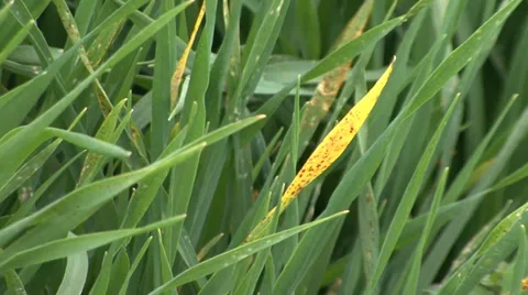 Yellowed young wheat Stock-Footage 36988103