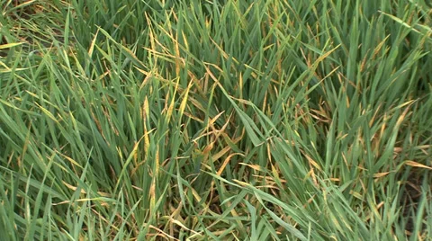 Yellowed young wheat in spring Stock Footage 36987338
