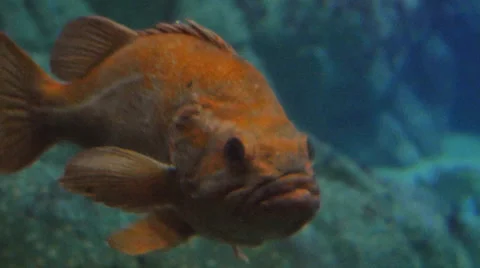 Yelloweye rockfish Stock Footage 35794858