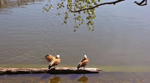 Yellowfin duck Stock Footage 50097949