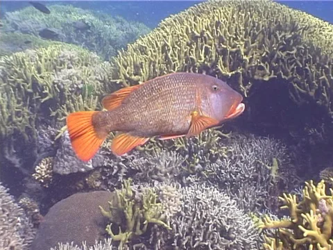 Yellowfin emperor hovering on shallow coral reef, Lethrinus erythracanthus, Stock Footage 38428085