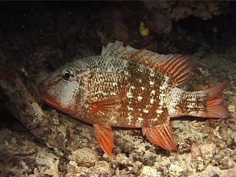 Yellowfin emperor sleeping at night, Lethrinus erythracanthus, UP11003 Stock Footage 38350509