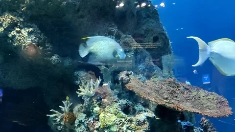 Yellowfin surgeon fish Stock-Footage 277380675