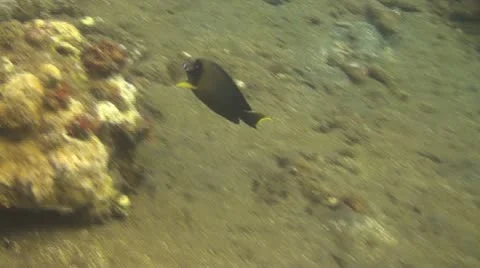 Yellowfin surgeonfish Stock Footage 10737821
