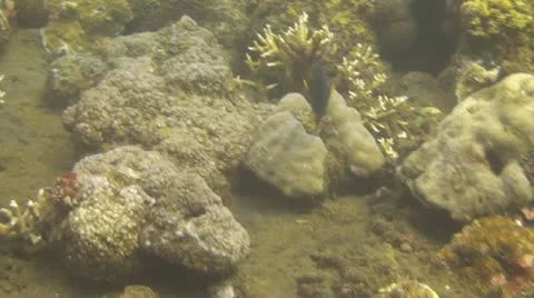 Yellowfin surgeonfish Stock Footage 10737826