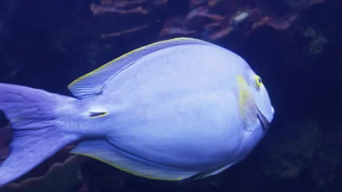 Yellowfin surgeonfish 库存影片 345751955