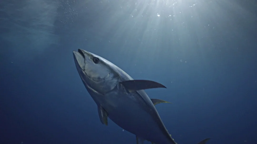 Yellowfin Tuna  Yellowfin tuna, Salt water fish, Underwater photography  ocean