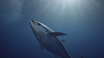 Yellowfin tuna in clear water the pacific ocean Stock Footage