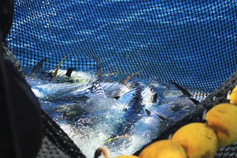 Yellowfin tuna in a fishing net from purse seine Stock Photos
