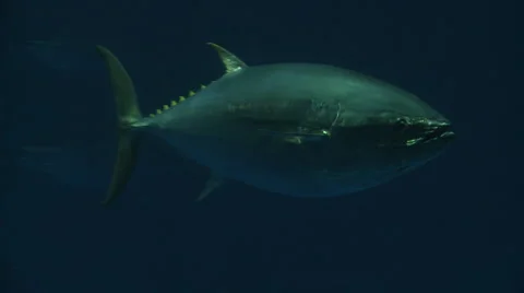 Yellowfin Tuna Stock Footage