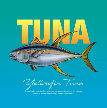 Yellowfin Tuna Stock Illustration