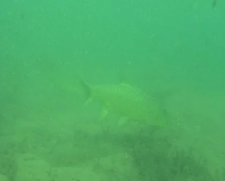 Yellowfish feeding Stock Footage 22024979