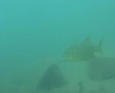 Yellowfish on rocks Stock Footage 22024758