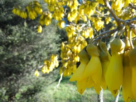 Yellowflower 写真素材
