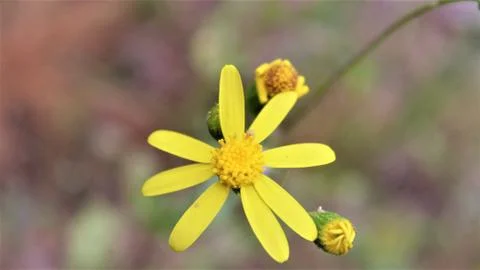 YellowFlower Foto stock