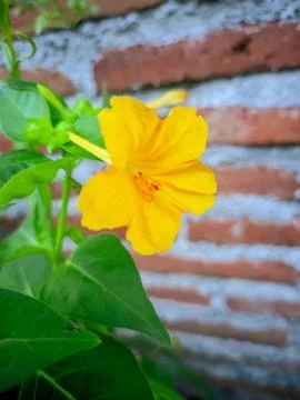 YellowFlower 库存照片