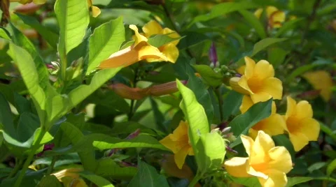 Yellowflowers2 Stock Footage 324770