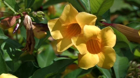 Yellowflowers3 Видео 324808