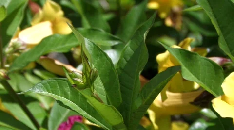 Yellowflowers4 Видео 324810