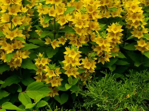 Yellowgarden Stock Photos