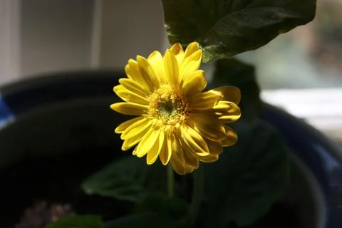 YellowGerbera Stock Photos