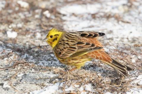 Yellowhammer 01 Stock Photos