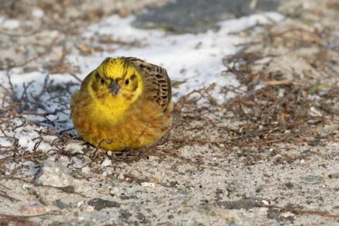 Yellowhammer 03 Stock Photos
