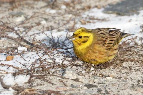 Yellowhammer 04 Stock Photos