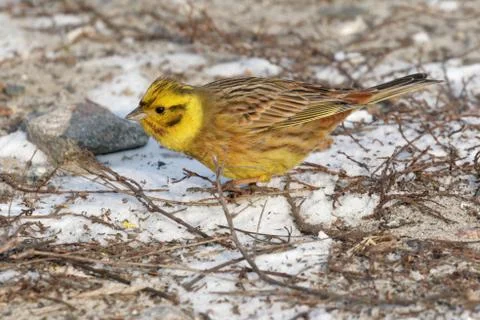 Yellowhammer 05 Stock Photos