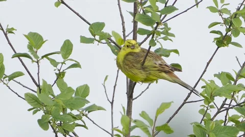 Yellowhammer 2 Stock Footage 225471230